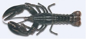 astici